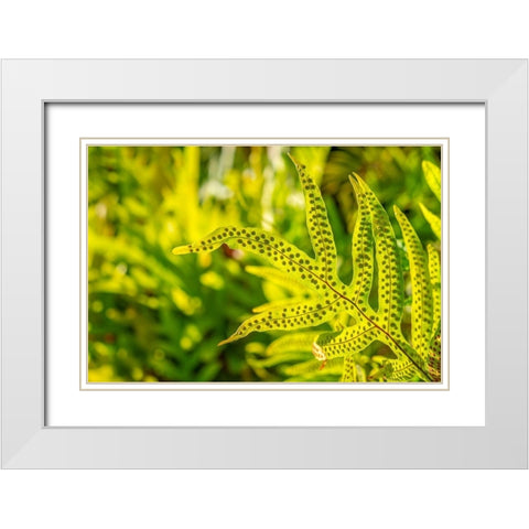 Phymatosorus grossus-Musk Fern White Modern Wood Framed Art Print with Double Matting by Engelbrecht, Lisa S.