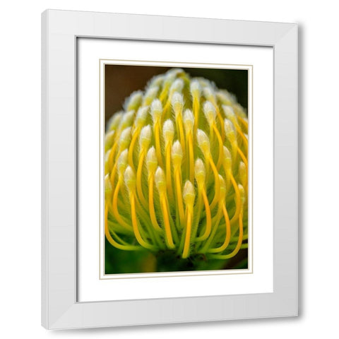 Pincushion flower White Modern Wood Framed Art Print with Double Matting by Engelbrecht, Lisa S.