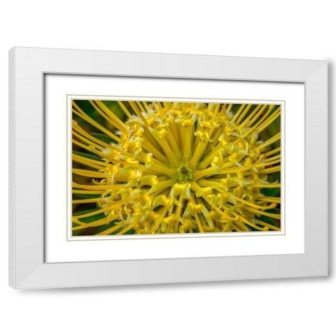 Pincushion flower White Modern Wood Framed Art Print with Double Matting by Engelbrecht, Lisa S.