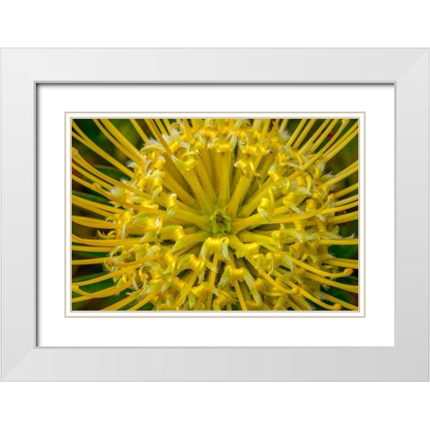Pincushion flower White Modern Wood Framed Art Print with Double Matting by Engelbrecht, Lisa S.