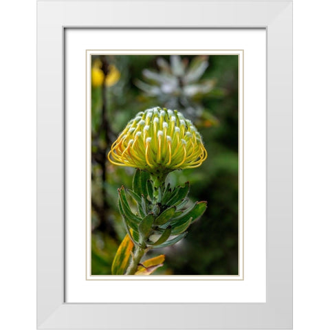 Pincushion flower White Modern Wood Framed Art Print with Double Matting by Engelbrecht, Lisa S.