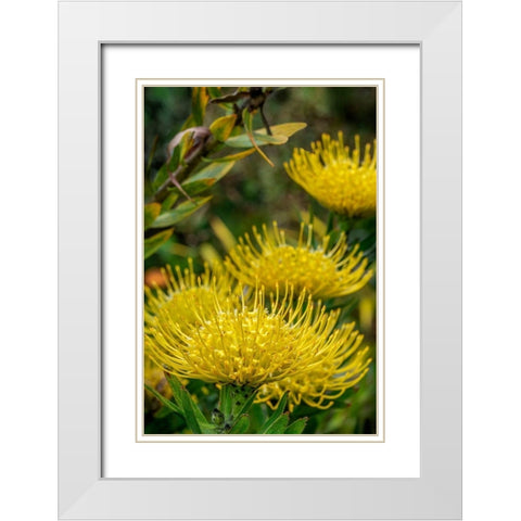Pincushion flower White Modern Wood Framed Art Print with Double Matting by Engelbrecht, Lisa S.