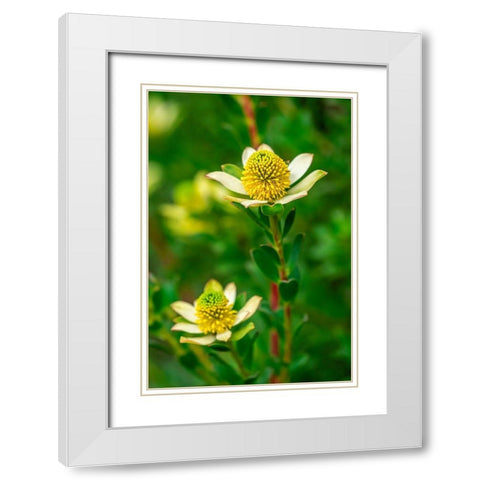 Pincushion flower White Modern Wood Framed Art Print with Double Matting by Engelbrecht, Lisa S.