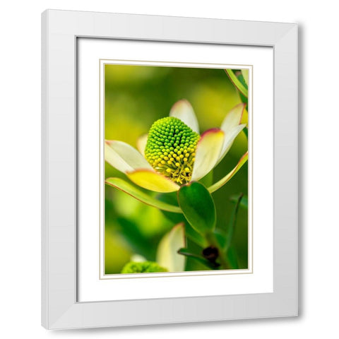 Pincushion flower White Modern Wood Framed Art Print with Double Matting by Engelbrecht, Lisa S.