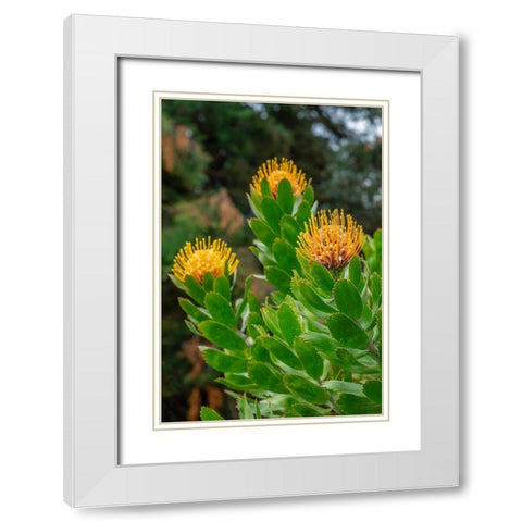 Pincushion flower White Modern Wood Framed Art Print with Double Matting by Engelbrecht, Lisa S.