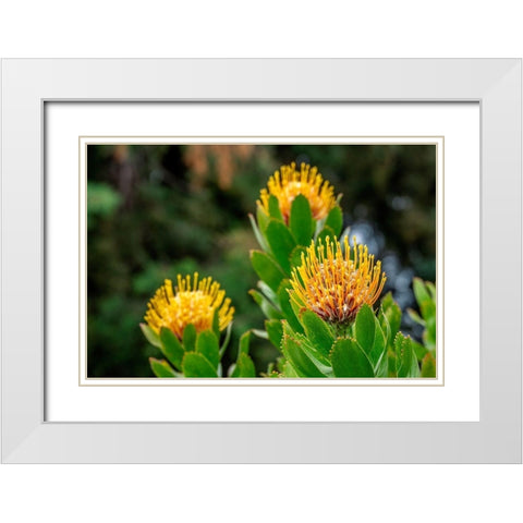 Pincushion flower White Modern Wood Framed Art Print with Double Matting by Engelbrecht, Lisa S.