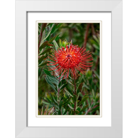 Pincushion flower White Modern Wood Framed Art Print with Double Matting by Engelbrecht, Lisa S.