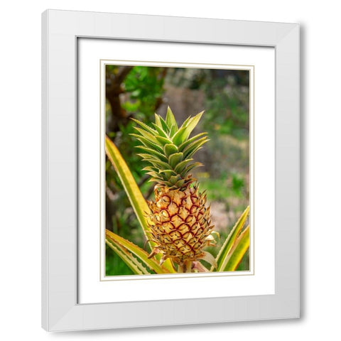 Pineapple plant White Modern Wood Framed Art Print with Double Matting by Engelbrecht, Lisa S.