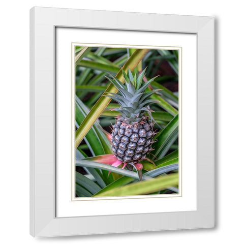Pineapple plant White Modern Wood Framed Art Print with Double Matting by Engelbrecht, Lisa S.