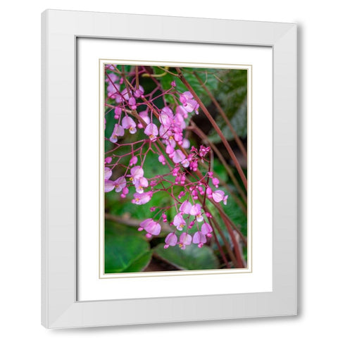 Pink Begonia White Modern Wood Framed Art Print with Double Matting by Engelbrecht, Lisa S.
