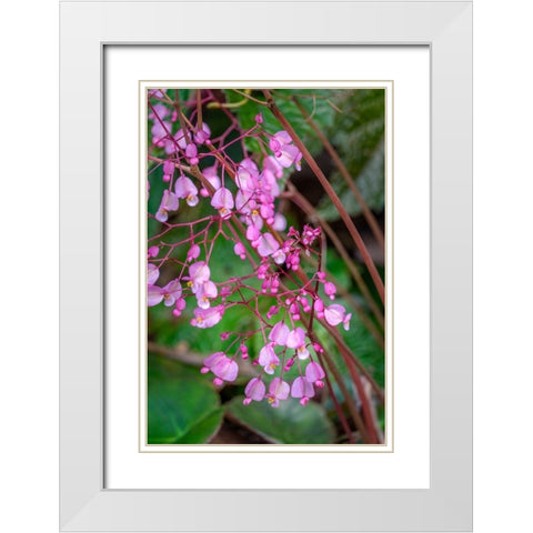Pink Begonia White Modern Wood Framed Art Print with Double Matting by Engelbrecht, Lisa S.