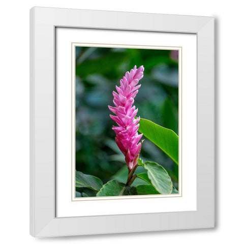 Pink Cone Ginger White Modern Wood Framed Art Print with Double Matting by Engelbrecht, Lisa S.