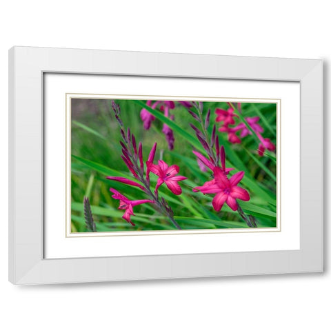 Pink Gladiolus White Modern Wood Framed Art Print with Double Matting by Engelbrecht, Lisa S.