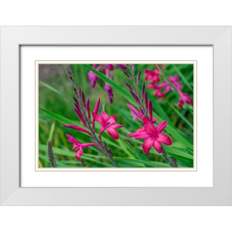 Pink Gladiolus White Modern Wood Framed Art Print with Double Matting by Engelbrecht, Lisa S.