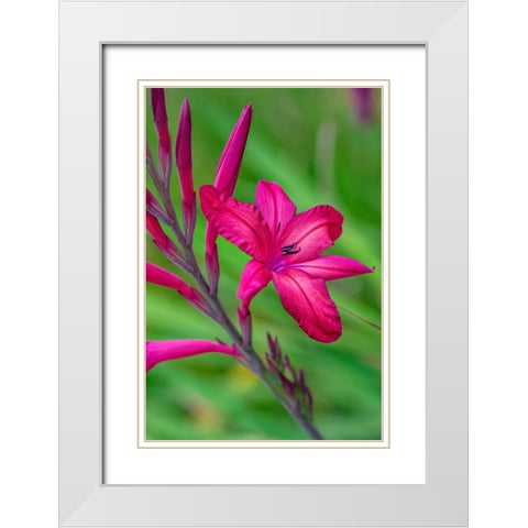 Pink Gladiolus White Modern Wood Framed Art Print with Double Matting by Engelbrecht, Lisa S.