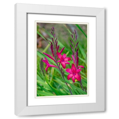 Pink Gladiolus White Modern Wood Framed Art Print with Double Matting by Engelbrecht, Lisa S.