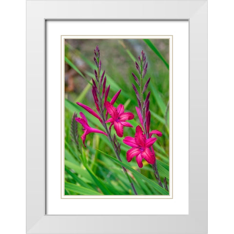 Pink Gladiolus White Modern Wood Framed Art Print with Double Matting by Engelbrecht, Lisa S.