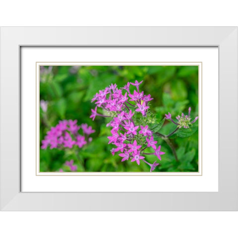 Pink Pentas White Modern Wood Framed Art Print with Double Matting by Engelbrecht, Lisa S.