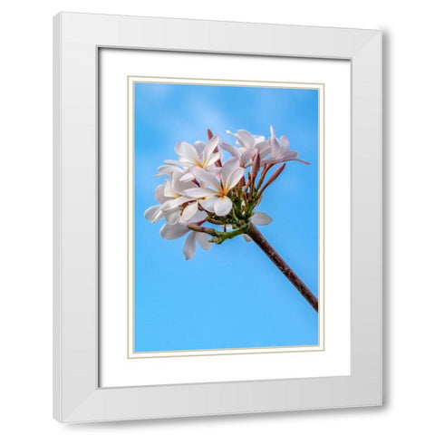 Plumeria White Modern Wood Framed Art Print with Double Matting by Engelbrecht, Lisa S.