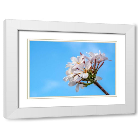 Plumeria White Modern Wood Framed Art Print with Double Matting by Engelbrecht, Lisa S.