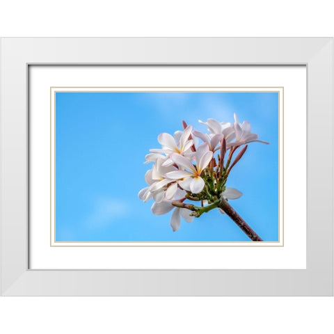 Plumeria White Modern Wood Framed Art Print with Double Matting by Engelbrecht, Lisa S.