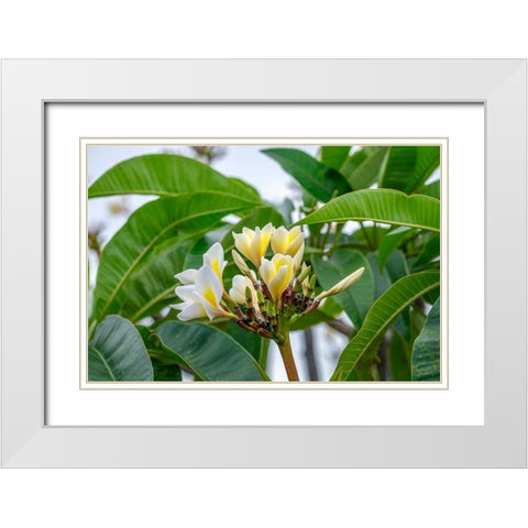 Plumeria White Modern Wood Framed Art Print with Double Matting by Engelbrecht, Lisa S.
