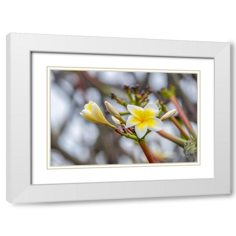 Plumeria White Modern Wood Framed Art Print with Double Matting by Engelbrecht, Lisa S.