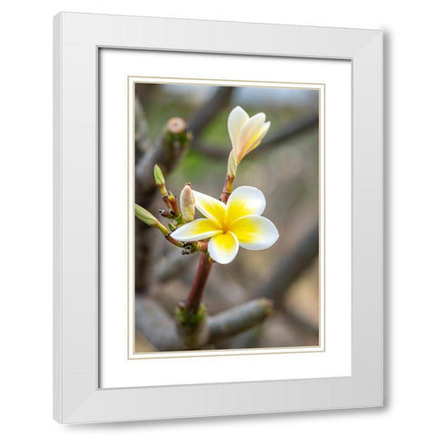 Plumeria White Modern Wood Framed Art Print with Double Matting by Engelbrecht, Lisa S.