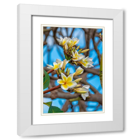 Plumeria White Modern Wood Framed Art Print with Double Matting by Engelbrecht, Lisa S.