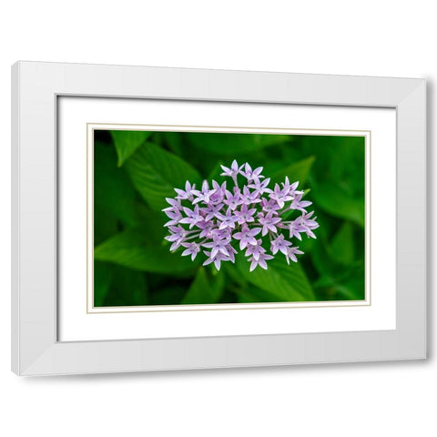 Purple Penta flower White Modern Wood Framed Art Print with Double Matting by Engelbrecht, Lisa S.