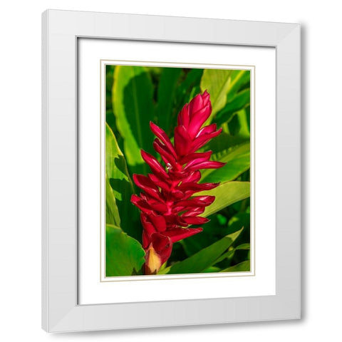 Red Ginger plant White Modern Wood Framed Art Print with Double Matting by Engelbrecht, Lisa S.