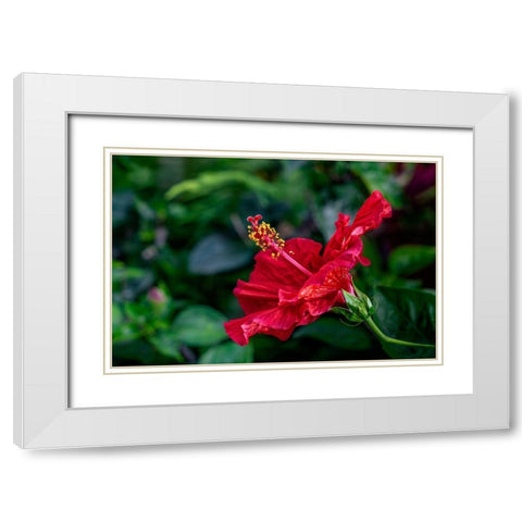 Red Hibiscus White Modern Wood Framed Art Print with Double Matting by Engelbrecht, Lisa S.