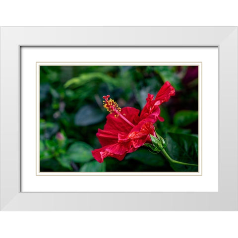 Red Hibiscus White Modern Wood Framed Art Print with Double Matting by Engelbrecht, Lisa S.