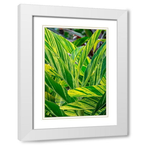 Shell ginger plant White Modern Wood Framed Art Print with Double Matting by Engelbrecht, Lisa S.