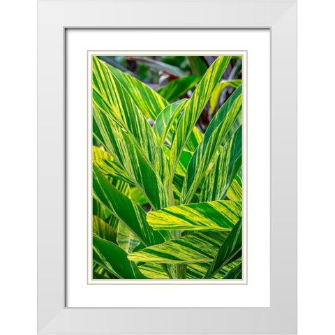 Shell ginger plant White Modern Wood Framed Art Print with Double Matting by Engelbrecht, Lisa S.