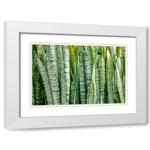 Snake plant-Mother-in-laws tongue White Modern Wood Framed Art Print with Double Matting by Engelbrecht, Lisa S.