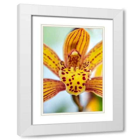 Speckled yellow Orchid White Modern Wood Framed Art Print with Double Matting by Engelbrecht, Lisa S.
