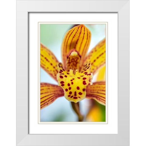 Speckled yellow Orchid White Modern Wood Framed Art Print with Double Matting by Engelbrecht, Lisa S.