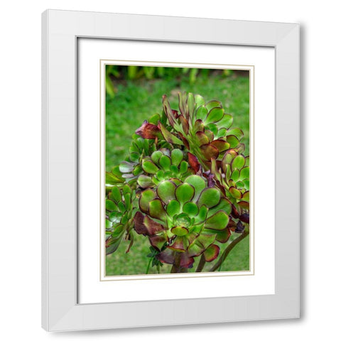 Stonecrop plant White Modern Wood Framed Art Print with Double Matting by Engelbrecht, Lisa S.