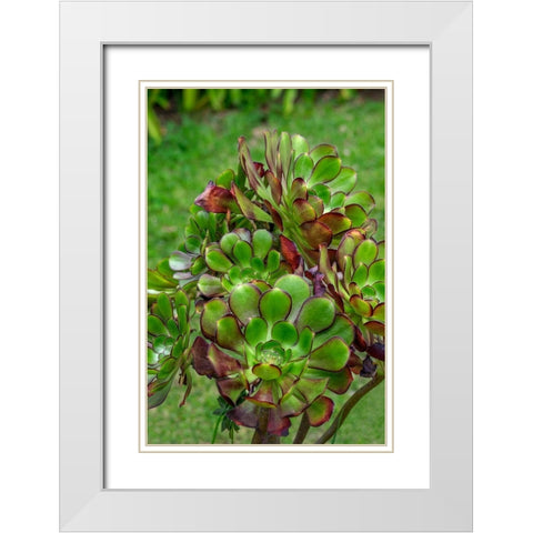 Stonecrop plant White Modern Wood Framed Art Print with Double Matting by Engelbrecht, Lisa S.