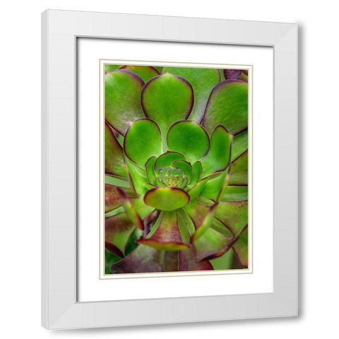Stonecrop plant White Modern Wood Framed Art Print with Double Matting by Engelbrecht, Lisa S.