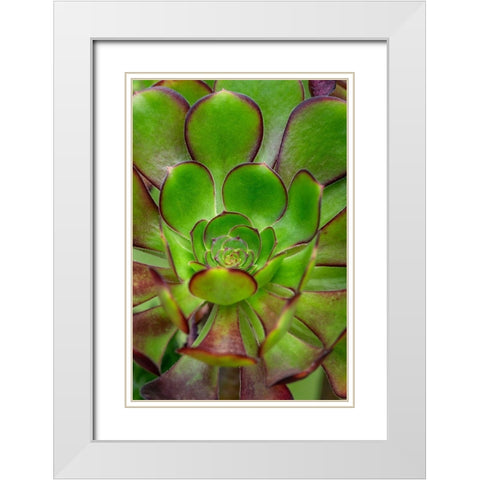 Stonecrop plant White Modern Wood Framed Art Print with Double Matting by Engelbrecht, Lisa S.