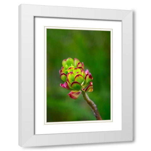 Stonecrop-Sedum White Modern Wood Framed Art Print with Double Matting by Engelbrecht, Lisa S.