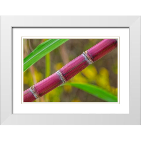 Sugar Cane White Modern Wood Framed Art Print with Double Matting by Engelbrecht, Lisa S.