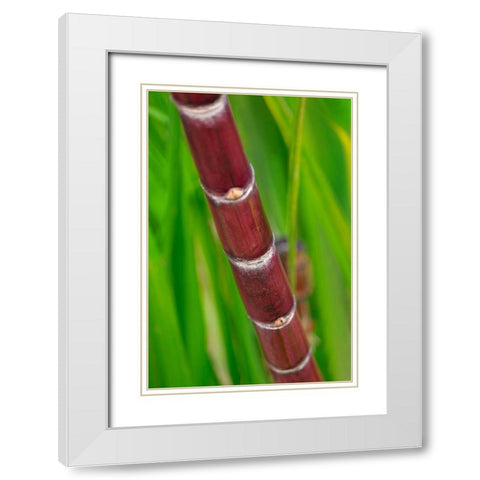 Sugar Cane White Modern Wood Framed Art Print with Double Matting by Engelbrecht, Lisa S.