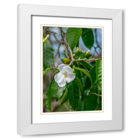 Tabernaemontana flower White Modern Wood Framed Art Print with Double Matting by Engelbrecht, Lisa S.