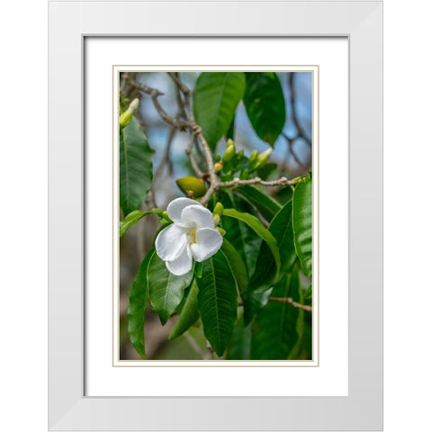 Tabernaemontana flower White Modern Wood Framed Art Print with Double Matting by Engelbrecht, Lisa S.