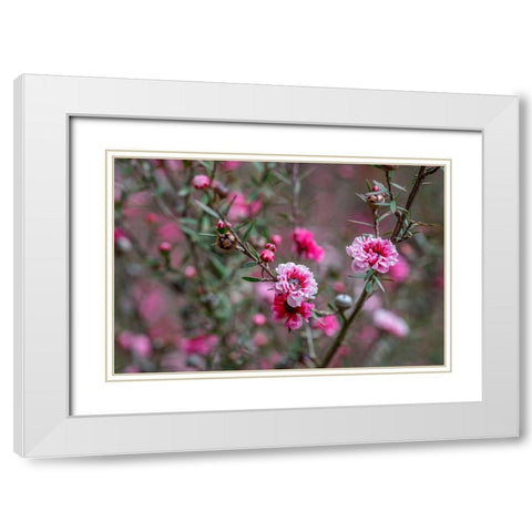 Tea tree flower White Modern Wood Framed Art Print with Double Matting by Engelbrecht, Lisa S.