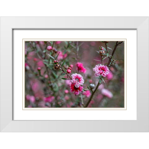 Tea tree flower White Modern Wood Framed Art Print with Double Matting by Engelbrecht, Lisa S.