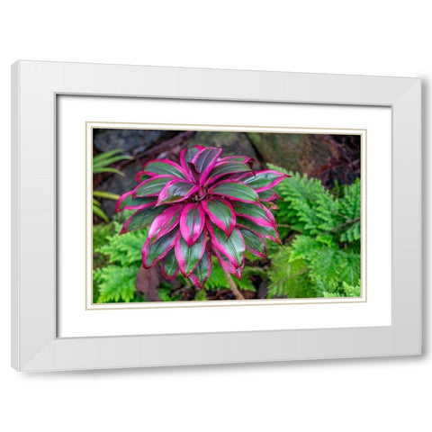 Ti Plant-Cordyline fruticosa White Modern Wood Framed Art Print with Double Matting by Engelbrecht, Lisa S.